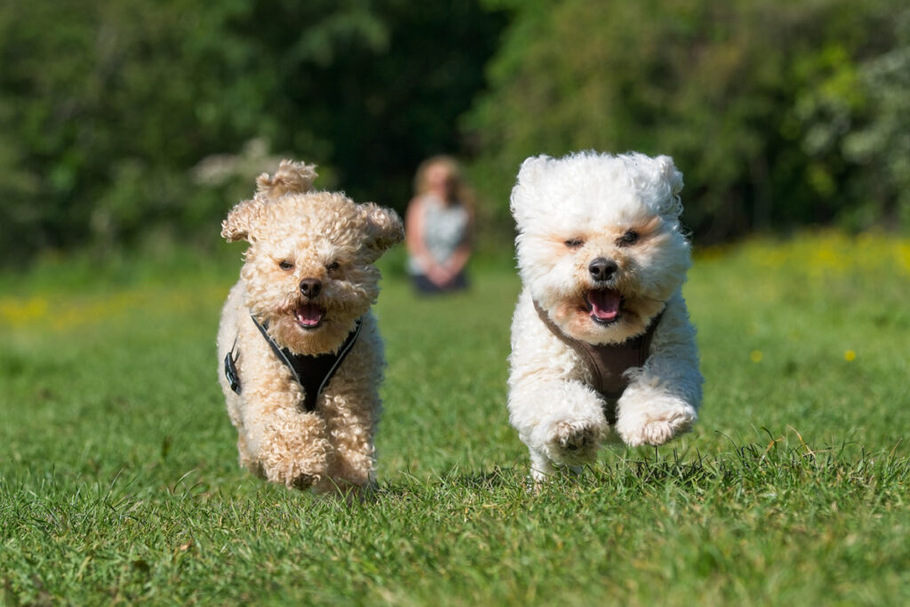 weekly dog poop pickup near me